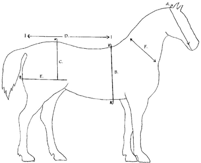 Horse Picture for Measurement Harness