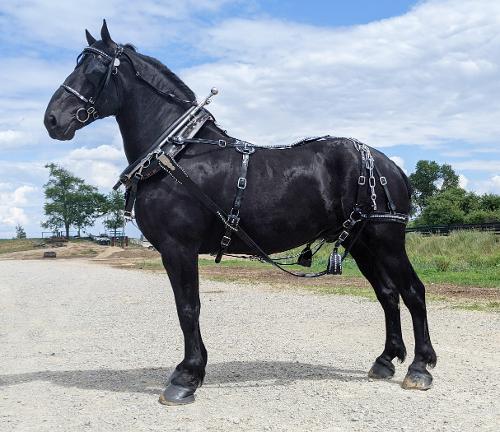 BLACK Permasoft best horse drawn harness pad set US made ALL SIZES mini 2 draft 