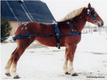 Driving Harness For Single Horse Black Leather 