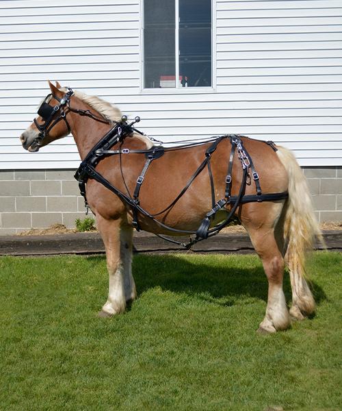 Cathy Zahm Bar Halter - Shipshewana Harness & Supplies