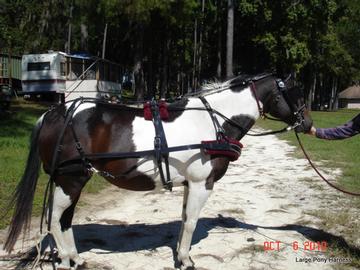 Pony Available Sizes: Mini Blue Lake Horse Driving Harness Cob and Full 
