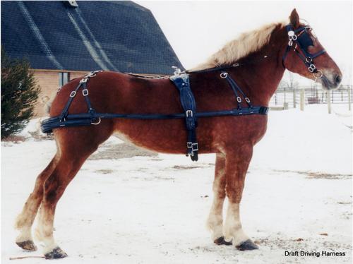 DRIVING HARNESS FOR SINGLE HORSE IN BLUE/BLACK COLOR 