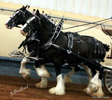 Horse show supplies deals